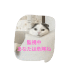 ネコネコニャンニャン（個別スタンプ：3）