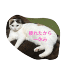 ネコネコニャンニャン（個別スタンプ：10）