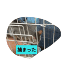 ネコネコニャンニャン（個別スタンプ：11）