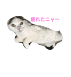 ネコネコニャンニャン（個別スタンプ：21）