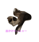 ネコネコニャンニャン（個別スタンプ：24）