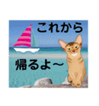アビにゃん 日常①（個別スタンプ：10）