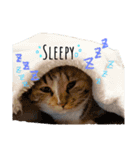 野良猫たべこの写真スタンプ（個別スタンプ：2）