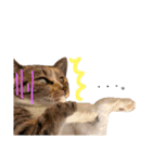 野良猫たべこの写真スタンプ（個別スタンプ：3）