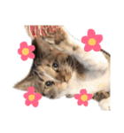野良猫たべこの写真スタンプ（個別スタンプ：7）