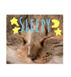 野良猫たべこの写真スタンプ（個別スタンプ：10）