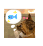 野良猫たべこの写真スタンプ（個別スタンプ：11）