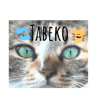 野良猫たべこの写真スタンプ（個別スタンプ：14）
