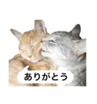 兄弟猫 こたしん①（個別スタンプ：1）