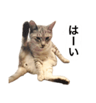 兄弟猫 こたしん①（個別スタンプ：2）
