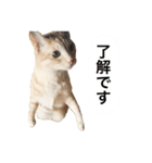 兄弟猫 こたしん①（個別スタンプ：3）