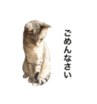兄弟猫 こたしん①（個別スタンプ：4）