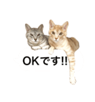 兄弟猫 こたしん①（個別スタンプ：5）