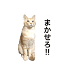 兄弟猫 こたしん①（個別スタンプ：7）