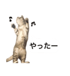 兄弟猫 こたしん①（個別スタンプ：8）