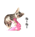 兄弟猫 こたしん①（個別スタンプ：10）