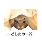 兄弟猫 こたしん①（個別スタンプ：11）