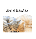 兄弟猫 こたしん①（個別スタンプ：12）