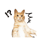 兄弟猫 こたしん①（個別スタンプ：13）