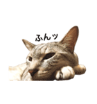 兄弟猫 こたしん①（個別スタンプ：14）