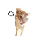 兄弟猫 こたしん①（個別スタンプ：15）