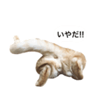 兄弟猫 こたしん①（個別スタンプ：16）