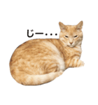 兄弟猫 こたしん①（個別スタンプ：17）