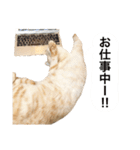 兄弟猫 こたしん①（個別スタンプ：18）