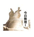 兄弟猫 こたしん①（個別スタンプ：19）
