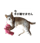 兄弟猫 こたしん①（個別スタンプ：20）