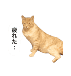 兄弟猫 こたしん①（個別スタンプ：21）