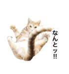 兄弟猫 こたしん①（個別スタンプ：22）