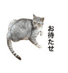 兄弟猫 こたしん①（個別スタンプ：23）