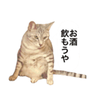 兄弟猫 こたしん①（個別スタンプ：25）