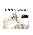 兄弟猫 こたしん①（個別スタンプ：27）