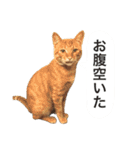 兄弟猫 こたしん①（個別スタンプ：28）