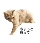 兄弟猫 こたしん①（個別スタンプ：29）