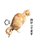 兄弟猫 こたしん①（個別スタンプ：30）