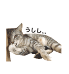 兄弟猫 こたしん①（個別スタンプ：31）