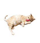 兄弟猫 こたしん①（個別スタンプ：32）