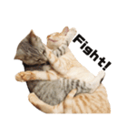 兄弟猫 こたしん①（個別スタンプ：33）