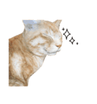 兄弟猫 こたしん①（個別スタンプ：34）