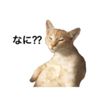 兄弟猫 こたしん①（個別スタンプ：35）