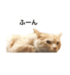 兄弟猫 こたしん①（個別スタンプ：36）