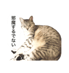 兄弟猫 こたしん①（個別スタンプ：37）