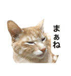 兄弟猫 こたしん①（個別スタンプ：38）