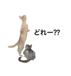 兄弟猫 こたしん①（個別スタンプ：39）