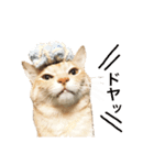 兄弟猫 こたしん①（個別スタンプ：40）