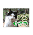 使える！語彙力の無くなった野良猫（個別スタンプ：15）