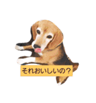 ビーグルきゃりーの日常（個別スタンプ：3）